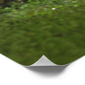 Poster Oeil de crocodile (Coin)