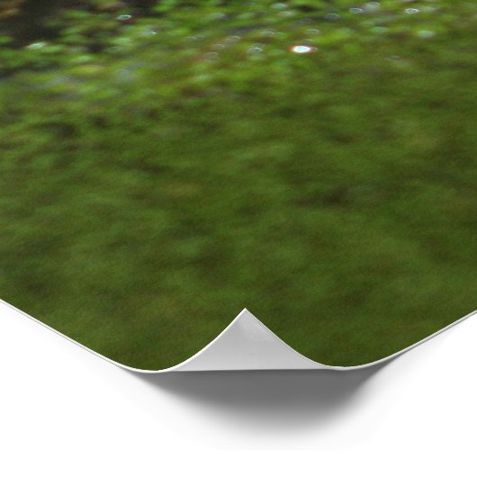 Poster Oeil de crocodile (Coin)