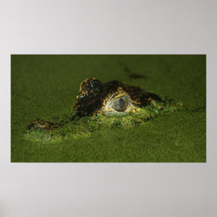 Poster Oeil de crocodile