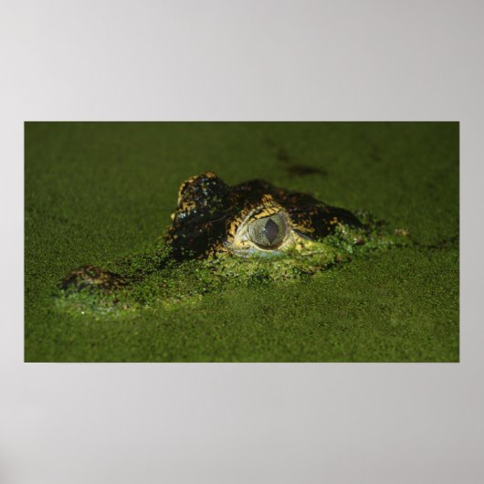 Poster Oeil de crocodile (Devant)