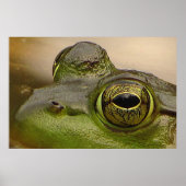 Poster OEil de grenouille (Devant)