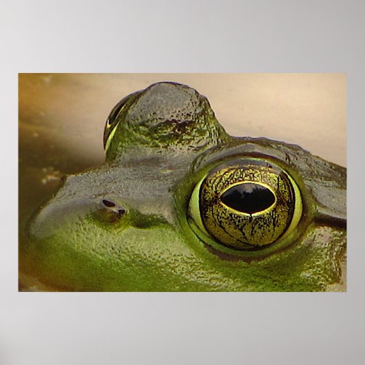 Poster OEil de grenouille (Devant)