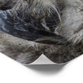 Poster Oeil de hibou de l'aigle (Coin)