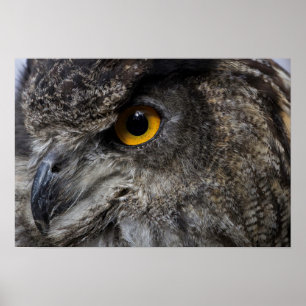Poster Oeil de hibou de l'aigle