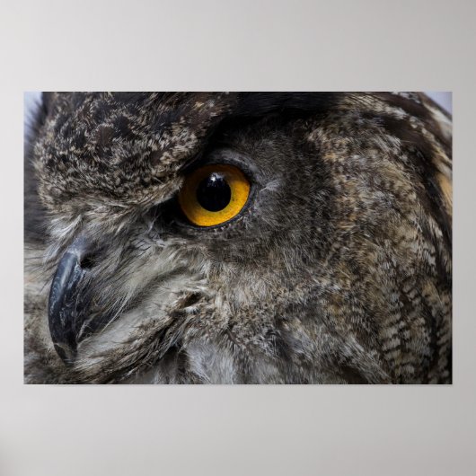 Poster Oeil de hibou de l'aigle (Devant)