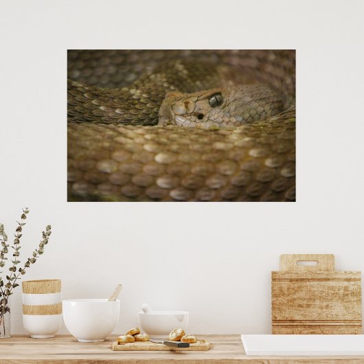 Poster oeil de serpent (Cuisine)