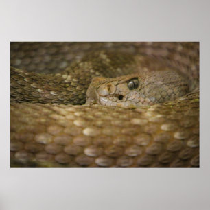 Poster oeil de serpent