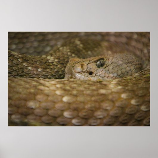 Poster oeil de serpent (Devant)