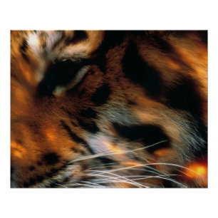Poster Œil de Tigre Doré Gros Plan Faune