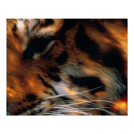 Poster Œil de Tigre Doré Gros Plan Faune (Devant)