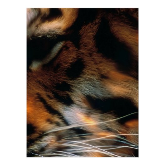 Poster Œil de tigre doré gros plan faune (Devant)