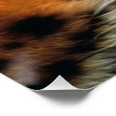 Poster Œil de Tigre Doré Gros Plan Faune (Coin)