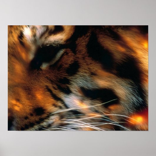 Poster Œil de Tigre Doré Gros Plan Faune  (Devant)