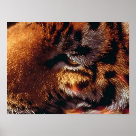 Poster Œil de Tigre Doré Gros Plan Faune (Devant)