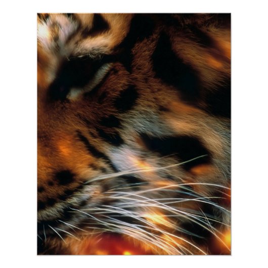 Poster Œil de tigre doré gros plan faune (Devant)