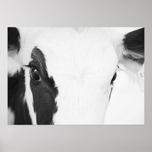 Poster Oeil de vache Holstein noir et blanc (Devant)