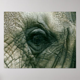 Poster Oeil d'éléphant