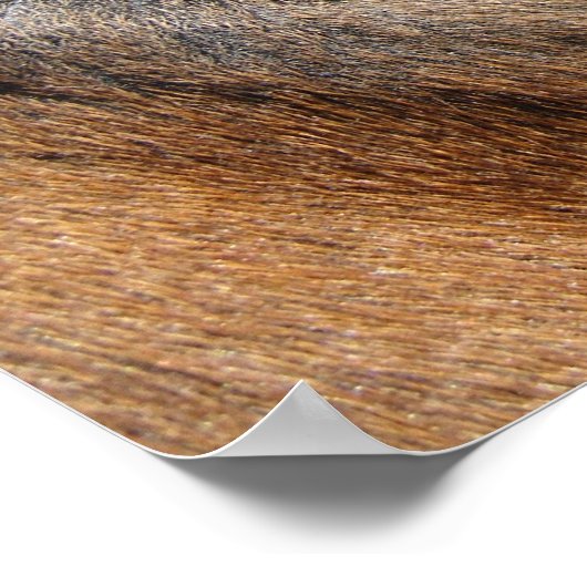 Poster Oeil du cheval (Coin)