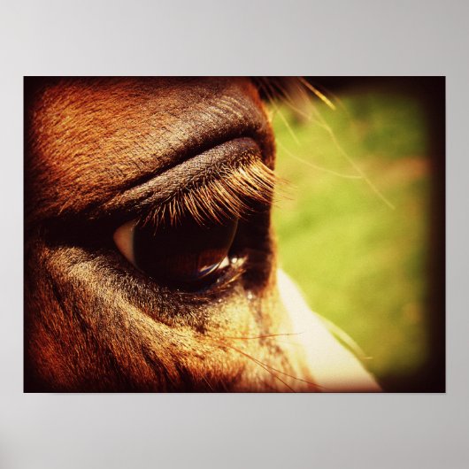 Poster Oeil du cheval (Devant)