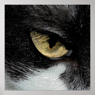 Poster Oeil du tigre