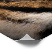 Poster Oeil du tigre (Coin)