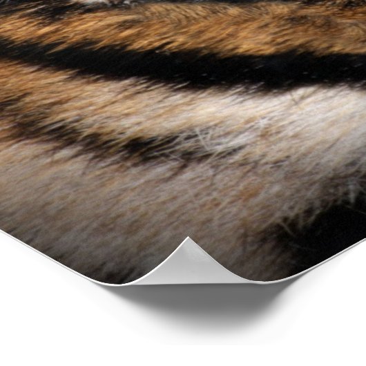 Poster Oeil du tigre (Coin)