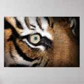 Poster Oeil du tigre (Devant)