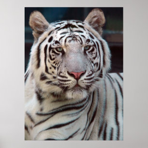 Poster Oeil du tigre