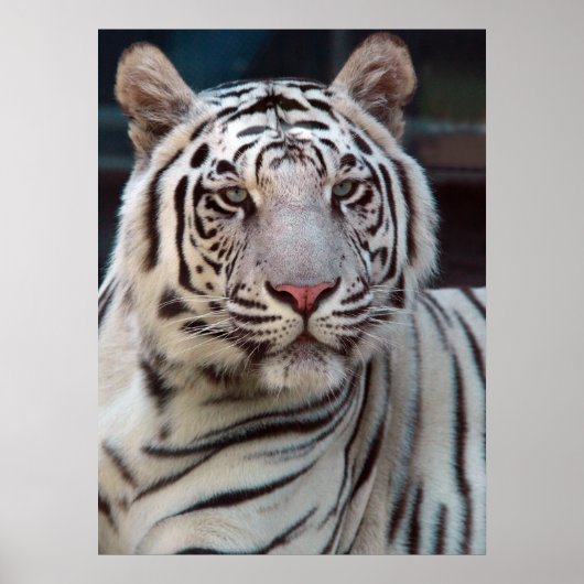 Poster Oeil du tigre (Devant)