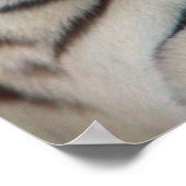 Poster Oeil du tigre (Coin)