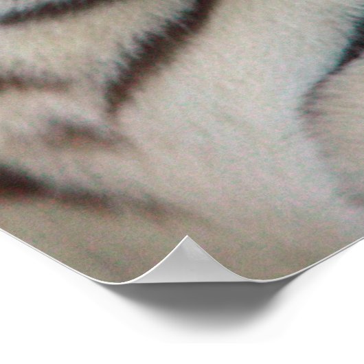 Poster Oeil du tigre (Coin)