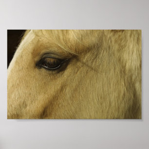 Poster Oeil équin