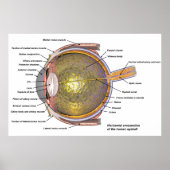 Poster oeil humain (Devant)