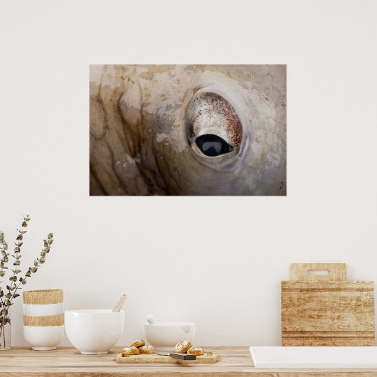 Poster OEil octopique (Cuisine)