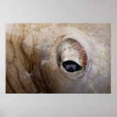 Poster OEil octopique (Devant)