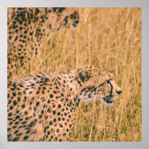 POSTER OEIL SUR LA CIBLE - PHOTO D'ANIMAUX DE LEOPARD