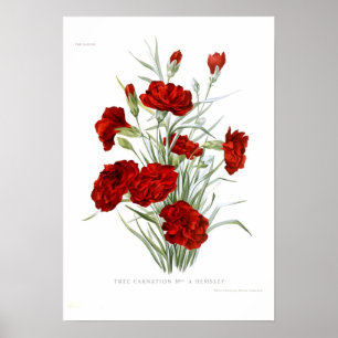 Poster Oeillet