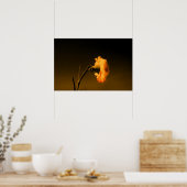 Poster oeillet (Cuisine)