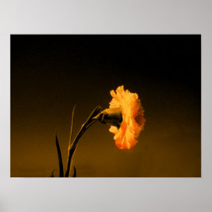 Poster oeillet