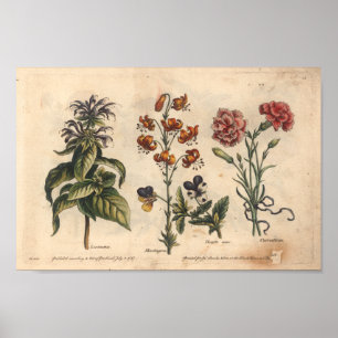 Poster Oeillet botanique d'impression d'art de la fleur