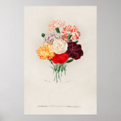 Poster Œillet (Dianthus caryophyllus) (Devant)