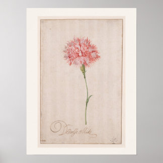 Poster Œillet rose par van der Ast - Dessin vintage