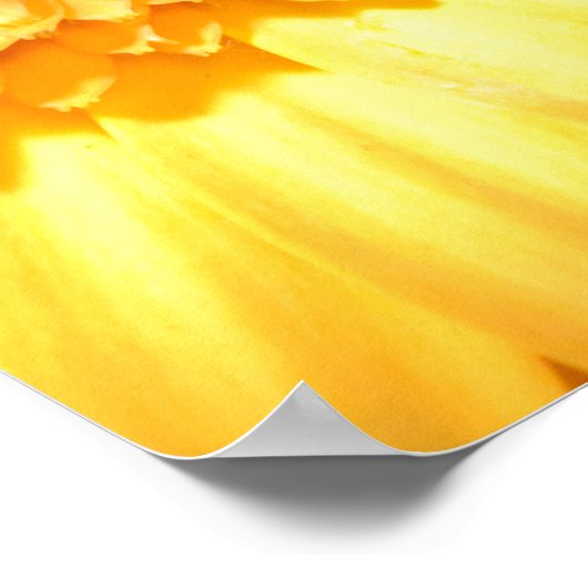 Poster Oeillets et gerbera jaune (Coin)