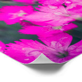 Poster Oeillets sauvages après la pluie (Coin)