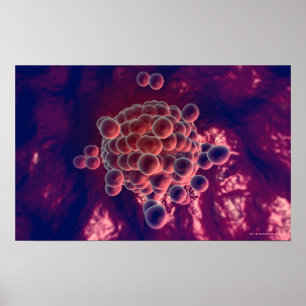 Poster Oeufs dans un ovule