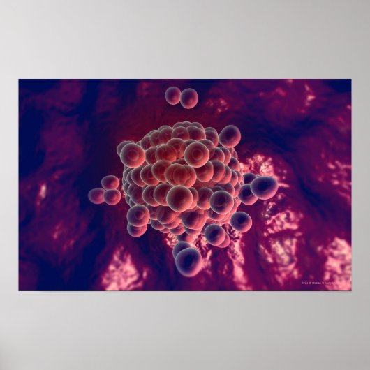 Poster Oeufs dans un ovule (Devant)