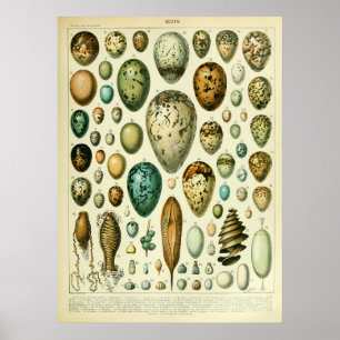Poster Oeufs d'antiquité Décor de maison d'art du mur