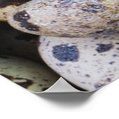 Poster Oeufs de caille (Coin)