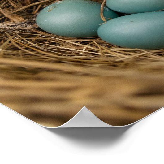 Poster Oeufs de Robins (Coin)