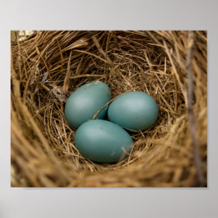 Poster Oeufs de Robins